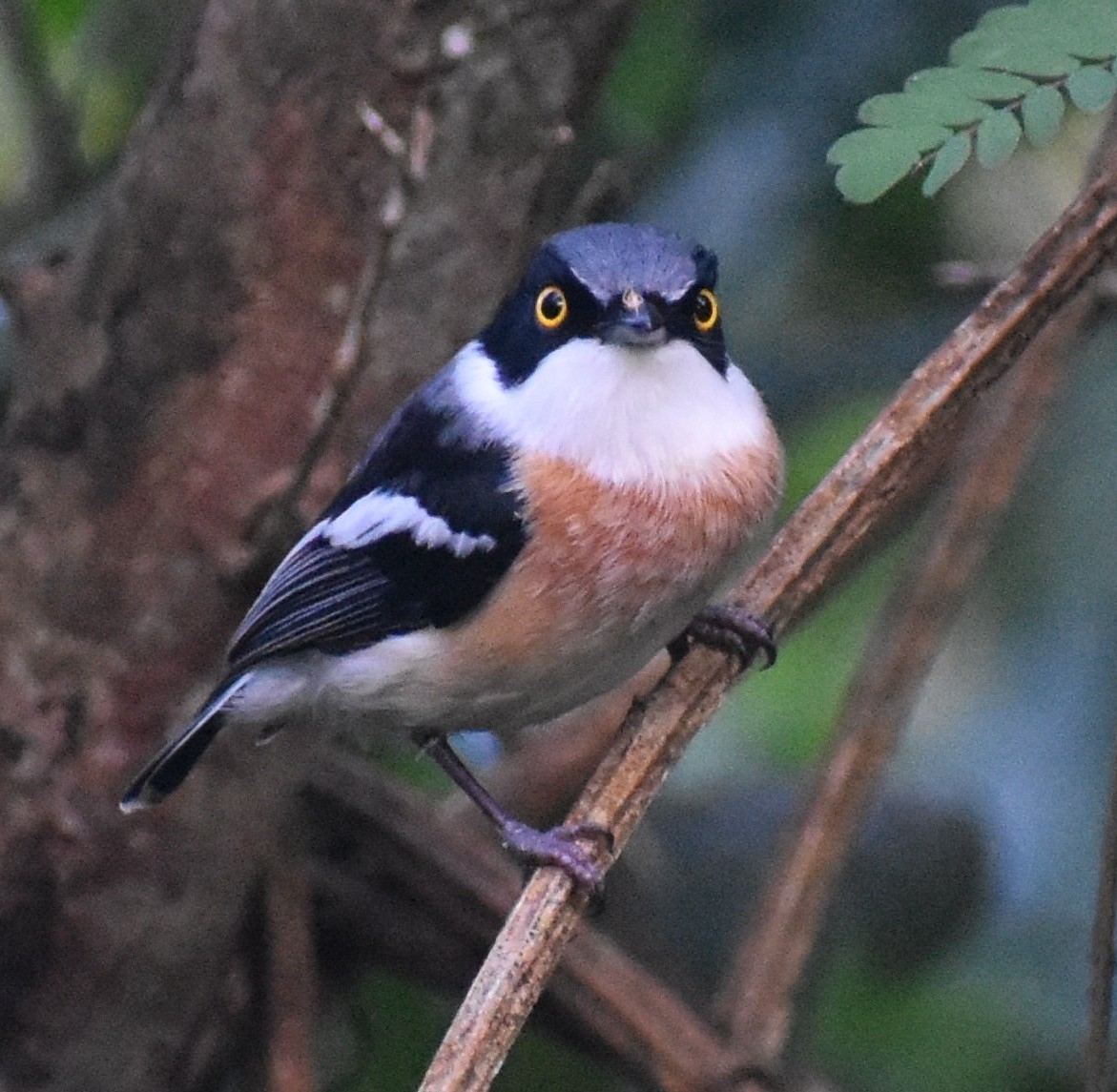 Woodwards' Batis (Batis fratrum), photo 3