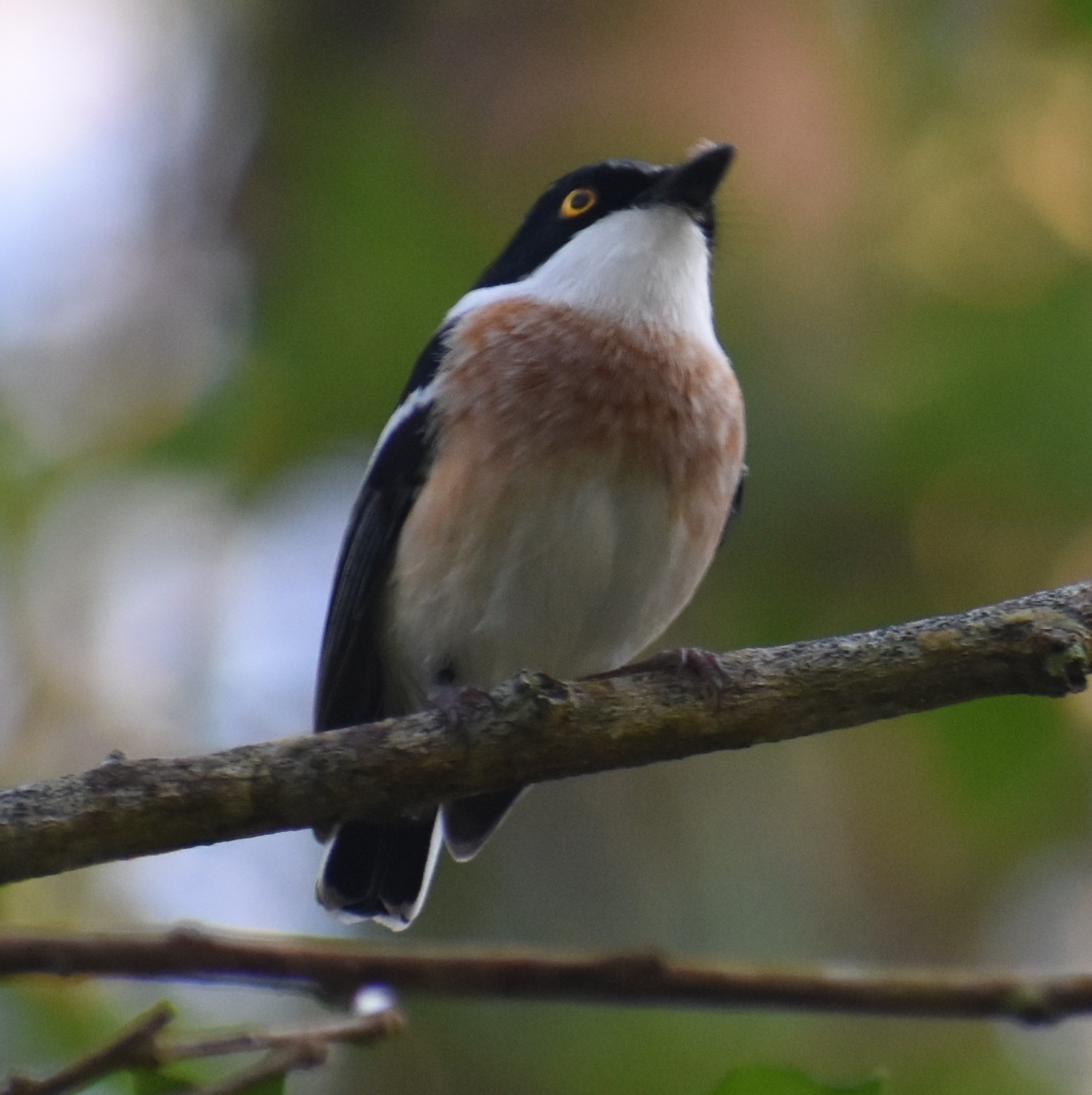 Woodwards' Batis (Batis fratrum), photo 4