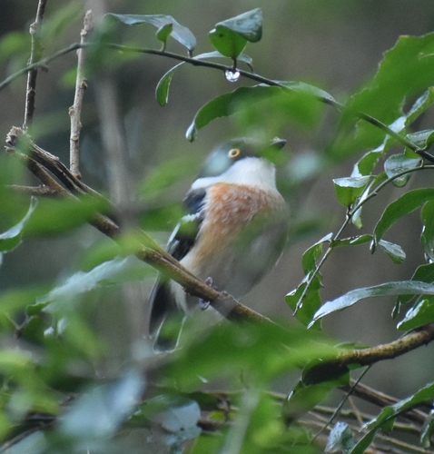 Woodwards' Batis (Batis fratrum), photo 6