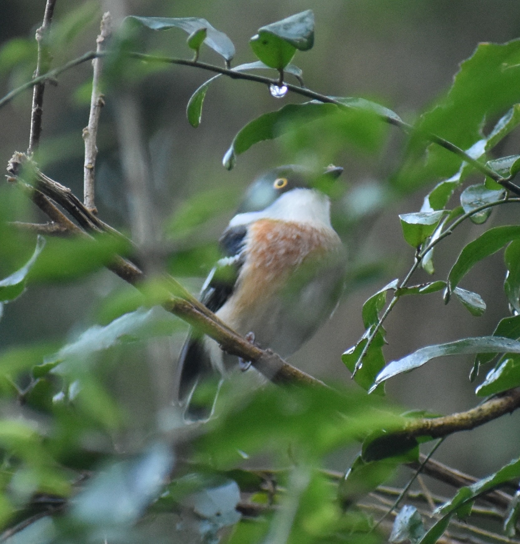 Woodwards' Batis (Batis fratrum), photo 5