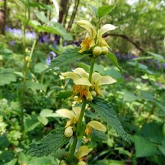 Lamium galeobdolon montanum