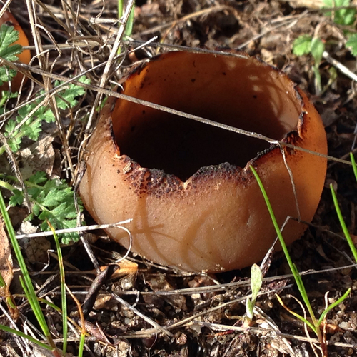 iNaturalist observation photo of Pezizas, Desert Truffles, and Allies
