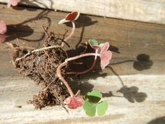 Oxalis eckloniana