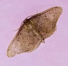 Idaea amplipennis