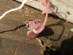 Oxalis eckloniana