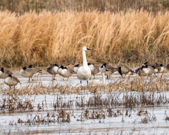 Cygnus columbianus columbianus