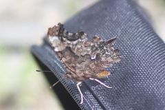 Polygonia faunus image