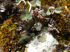 Oxalis eckloniana