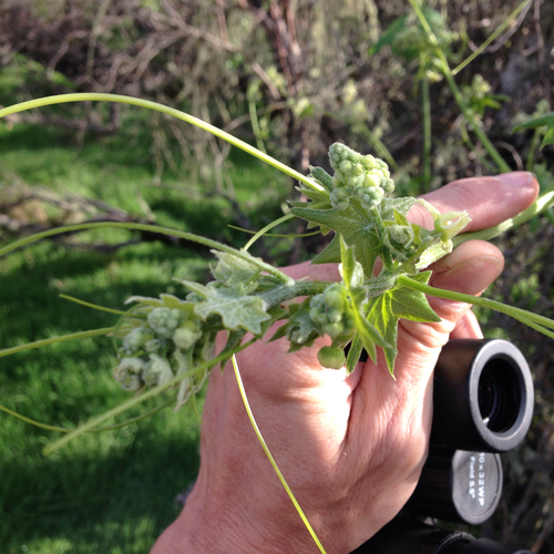 iNaturalist observation photo of California manroot