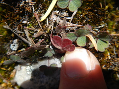 Oxalis eckloniana