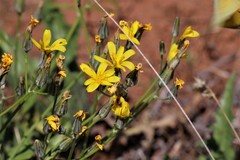 Crepis intermedia