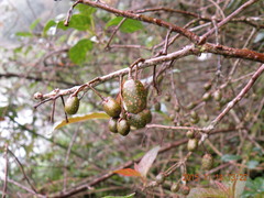 Actinidia callosa discolor
