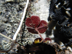 Oxalis eckloniana