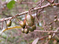 Actinidia callosa discolor
