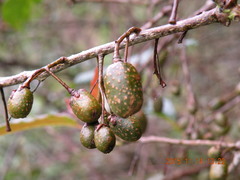 Actinidia callosa discolor