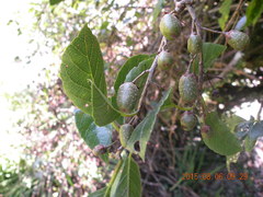 Actinidia callosa discolor