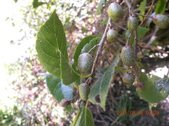 Actinidia callosa discolor