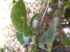 Actinidia callosa discolor