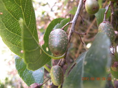 Actinidia callosa discolor