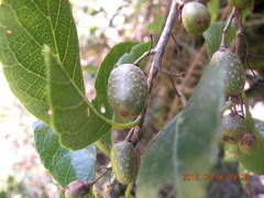 Actinidia callosa discolor
