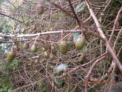 Actinidia callosa discolor