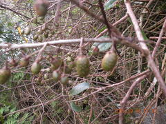 Actinidia callosa discolor