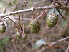 Actinidia callosa discolor