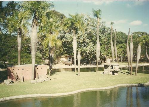 Cuban belly palm