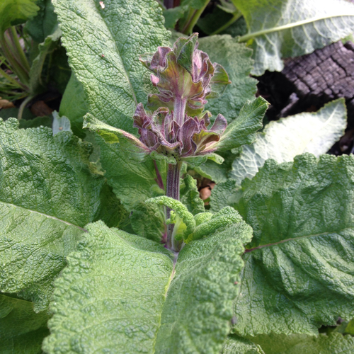 iNaturalist observation photo of Hummingbird Sage