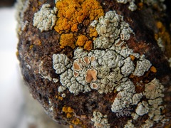 Rhizoplaca chrysoleuca