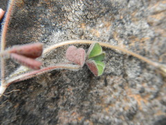 Oxalis eckloniana