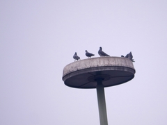 Columba livia domestica