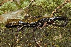 Plethodon petraeus