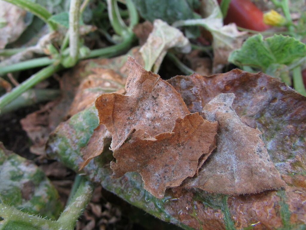 Alternaria cucurbitae