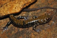 Plethodon petraeus