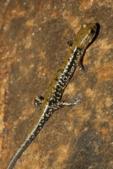 Plethodon petraeus