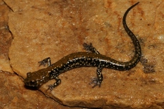 Plethodon petraeus