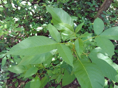 higuerillo (Vitex divaricata)