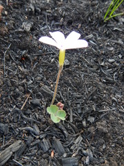 Oxalis eckloniana