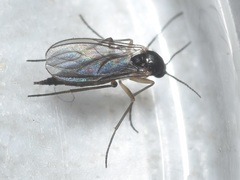 Diptera