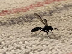 Polybia