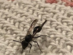 Polybia
