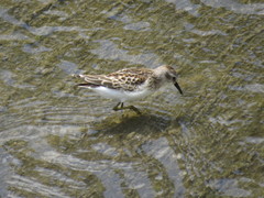 Calidris minutilla