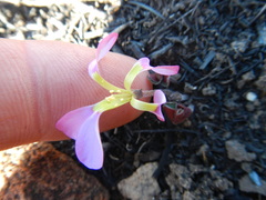 Oxalis eckloniana