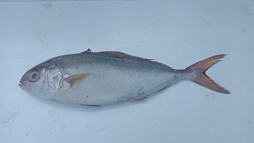 Fortune jack (Seriola peruana) — Carangidae — 5