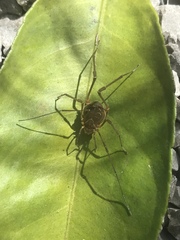 Cosmetidae