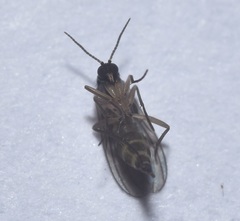 Diptera