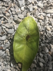 Cosmetidae