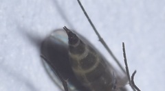 Diptera