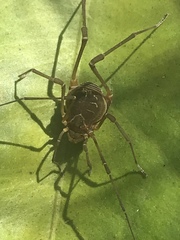 Cosmetidae